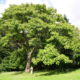 Pawlonia Tree